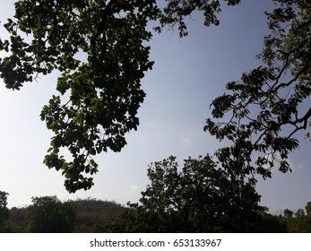 Blue Sky with tree branches