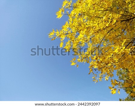 Blue sky and a tree nearby. Autumn landscape