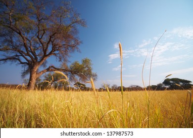 Blue Sky And Tree On The Horizon Of A Typical Winter African Grassland Savannah