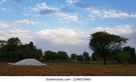 blue sky and trees.