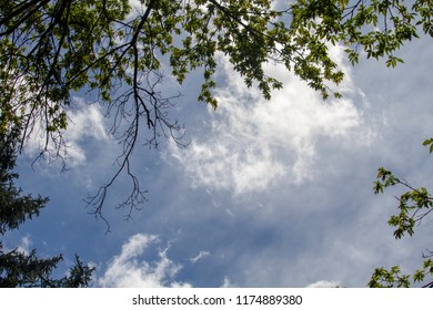 blue sky with trees frame