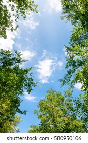 Blue Sky And Trees, Fresh Green Season