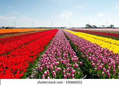 Blue Sky Tulip Field Stock Photo 190684352 | Shutterstock