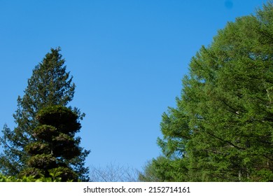 Blue Sky And Two Tall Trees