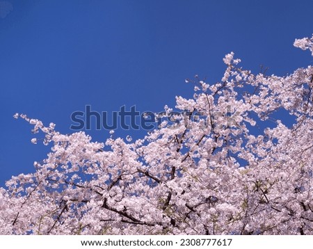 Blue sky and weeping cherry blossoms in full bloom Stock photo © 