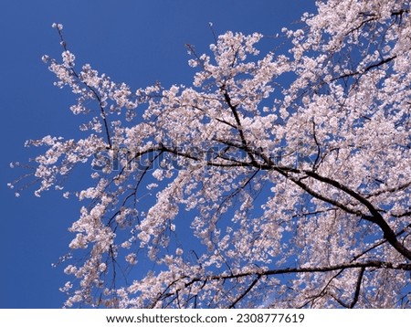 Blue sky and weeping cherry blossoms in full bloom Stock photo © 
