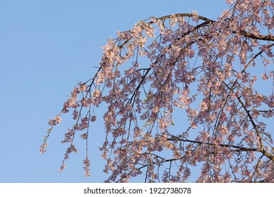 Blue Sky And Weeping Cherry Tree