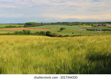 Blue Sky and Wheat Fields on a Summer Day near Sedgefield, County Durham, England, UK.