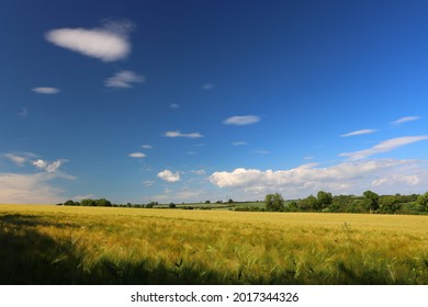 Blue Sky and Wheat Fields on a Summer Day near Sedgefield, County Durham, England, UK.