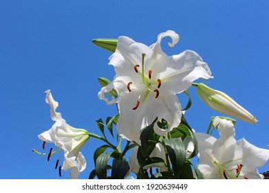 Blue sky and white Casablanca lily flowers.