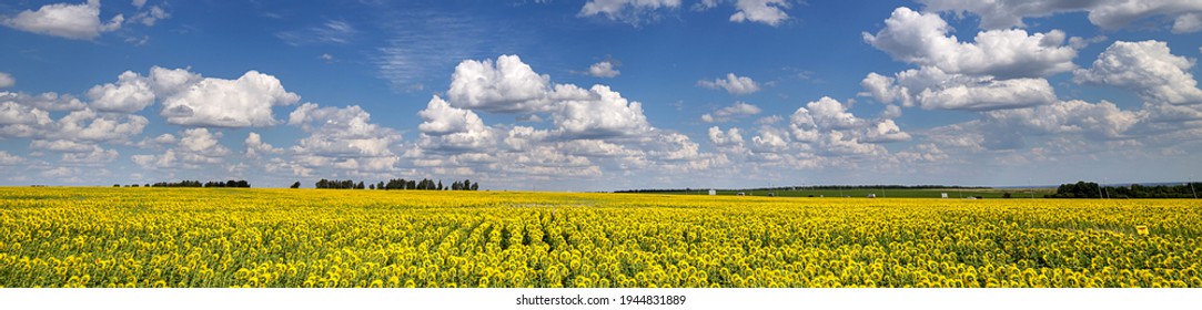 Blue Sky and white clouds above yellow Field Sunflower, panoramic view. Beautiful scenic dynamic Landscape agricultural land. Beauty nature, Agriculture. - Powered by Shutterstock