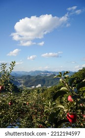 Blue sky and white clouds float above the apple trees. There is a clear blue sky. Beautiful rural landscape.