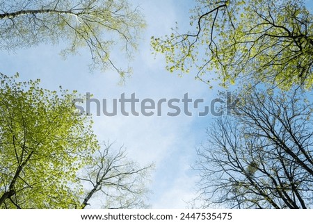Blue sky and white clouds framed by green trees. Canopy from the crowns of trees. Copy space