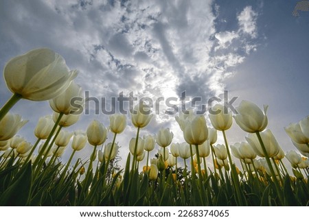 Blue sky and white tulips in the background