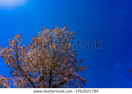 Similar – Cherry blossom at night