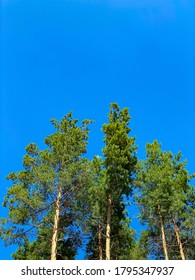 Blue sky without clouds and very tall trees