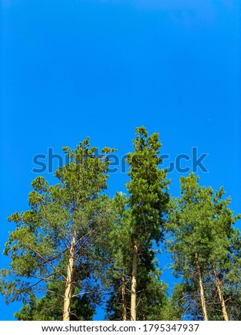 Blue sky without clouds and very tall trees