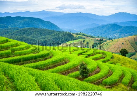 Blue sky,Thai rice terrace popular attractions,Green leaf of Rice fields paddy. Beautiful nature valley,Terraced farming on mountain. Northern countryside village of Pa Bong Piang,Chiang Mai,Thailand.
