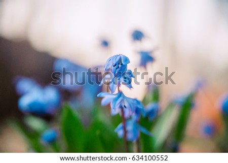 blue snowdrops - the first spring primroses in the woods