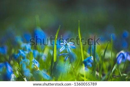 Image, Stock Photo shining blue Exterior shot