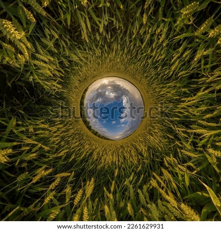 blue sphere little planet inside yellow grass wheat round frame background. 