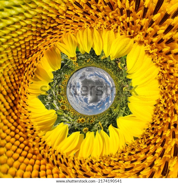 blue sphere little planet inside yellow\
flowers sunflower round frame\
background