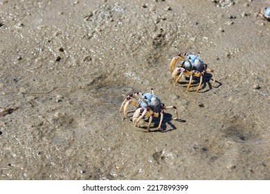 blue spider crabs on Pretty Beach - Shutterstock ID 2217899399