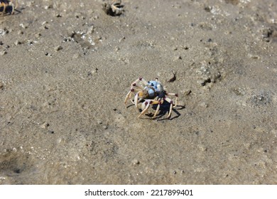 blue spider crabs on Pretty Beach - Shutterstock ID 2217899401