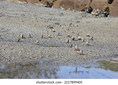 blue spider crabs on Pretty Beach - Shutterstock ID 2217899405