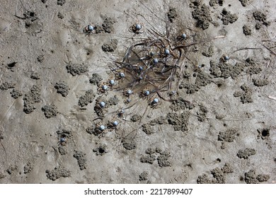 blue spider crabs on Pretty Beach - Shutterstock ID 2217899407