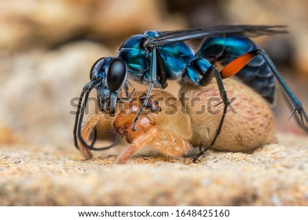 Blue Spider Wasp kill a Huntsman Spider..