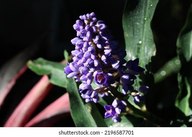 Blue Spike Flower Pupple Color