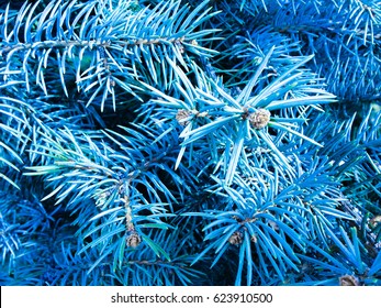 Blue spikes of the Christmas tree