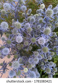 Blue Spiky Sea Holly Flower 