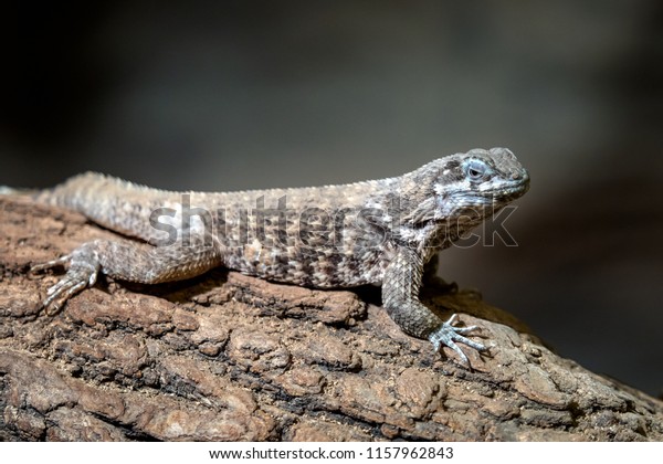 29 Blue Spiny Swift Images, Stock Photos & Vectors | Shutterstock