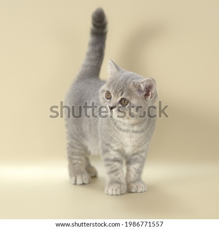 Blue spotted kitten on studio background