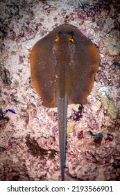 Blue Spotted Sting Ray Underwater Above