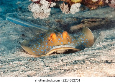 Blue Spotted Stingray (Myliobatoidei) Cartilaginous Fish On Sandy Bottom In Tropical Underwaters. Skate In Underwater Wild Animal World. Observation Of Wildlife Ocean. Scuba Diving In Ecuador Coast