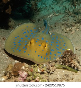 Blue Spotted Stingray on the sand, shot in Dahab Egypt