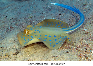 Blue - spotted stingray in Red sea