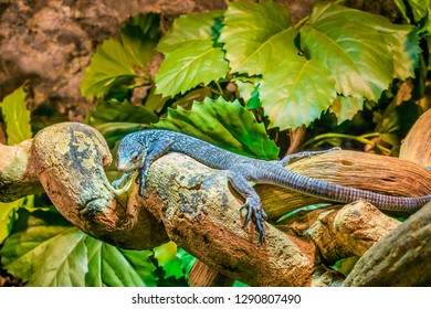 Blue Spotted Tree Monitor On A Branch In Closeup, Endangered Lizard From The Island Of Batanta In Indonesia