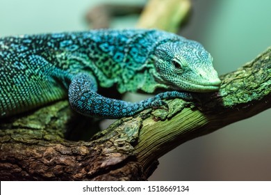 Blue Spotted Tree Monitor Is A Species Of Monitor Lizard Living In Indonesia