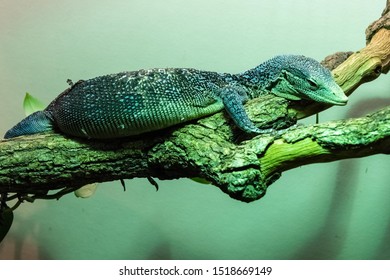 Blue Spotted Tree Monitor Is A Species Of Monitor Lizard Living In Indonesia