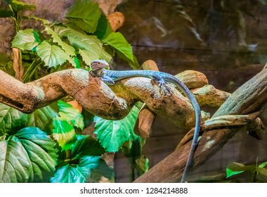 Blue Spotted Tree Monitor Walking Over A Branch, Endangered Lizard From The Island Of Batanta In Indonesia