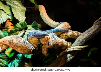 Blue Spotted Tree Monitor Walking Ovar A Branch, Endangered Lizard That Lives On The Island Of Batanta In Indonesia