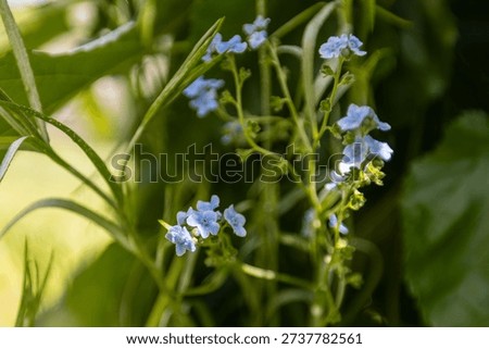 Blue spring forget-me-not, tiny sky-blue blooms, yellow center, delicate petals, springtime flower, woodland wildflower, botanical beauty, sentimental blossom, charming groundcover, natural garden accent.