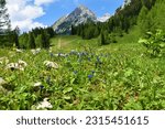 Blue spring gentian (Gentiana verna) flowers in selective focus at Zelenica in Karavanke mountains with Vrtača mountain peak