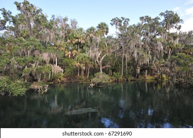 Blue Spring State Park, Florida, Manatee