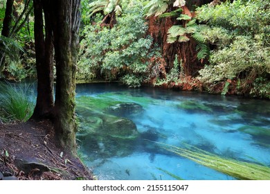 Blue Springs In Hastings, New Zealand