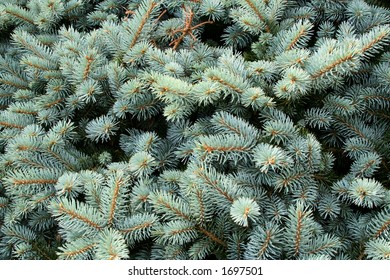 Closeup Blue Fir Tree Stock Photo (Edit Now) 17353768